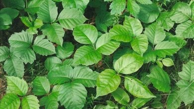 Poison Ivy: Prevention + Treatment