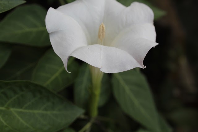 Datura (also called Thorn Apple or Moonflowers)