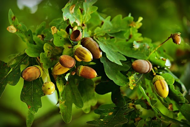 Oak Acorns